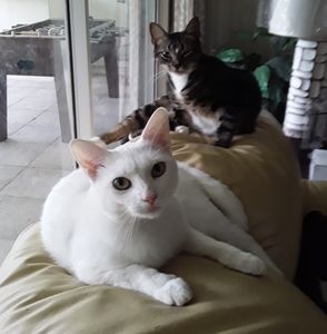 Meet your Posher, Bonnie